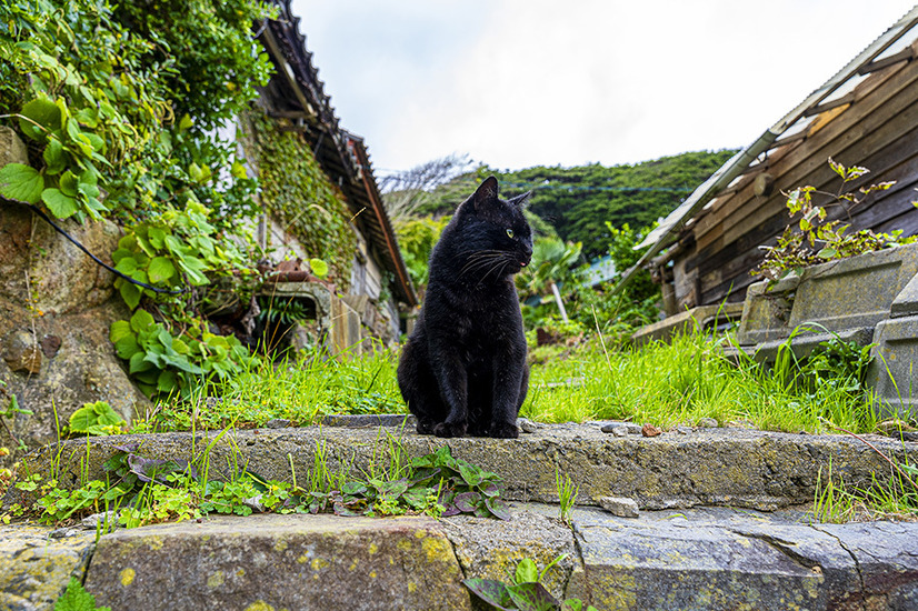 黒猫フェスティバル
