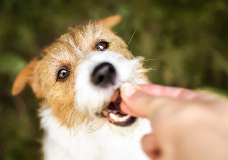 犬用おやつのバイキングが登場