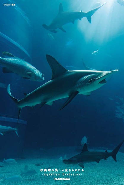 『水族館の美しい生きものたち －Aquarium Gradation－』株式会社KADOKAWA