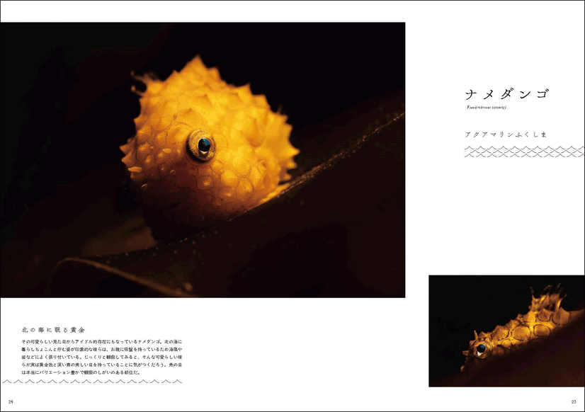 『水族館の美しい生きものたち －Aquarium Gradation－』株式会社KADOKAWA