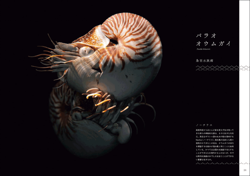 『水族館の美しい生きものたち －Aquarium Gradation－』株式会社KADOKAWA