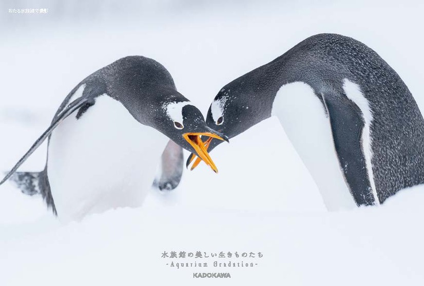 『水族館の美しい生きものたち －Aquarium Gradation－』株式会社KADOKAWA