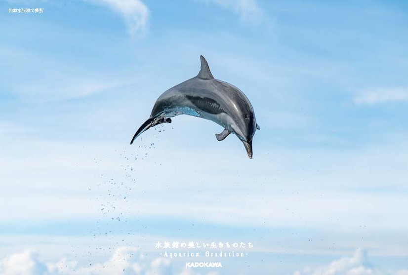 『水族館の美しい生きものたち －Aquarium Gradation－』株式会社KADOKAWA