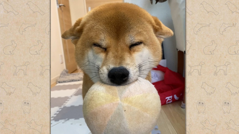 『笑える！泣ける！動物スクープ100連発』（C）TBS