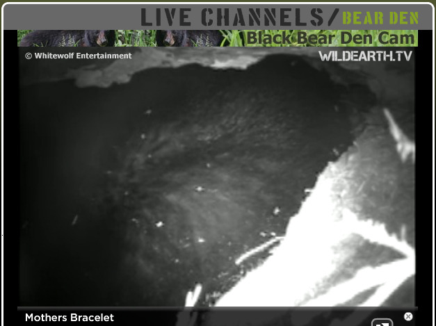 WILDEARTH.TV