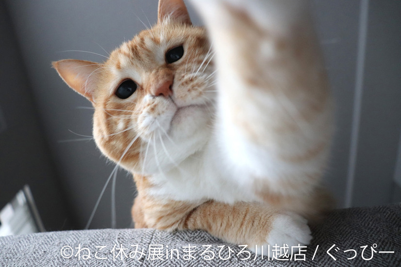（C）ねこ休み展