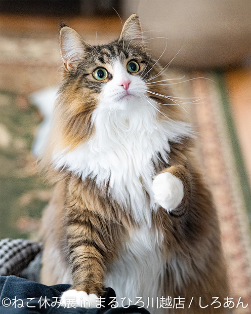 （C）ねこ休み展