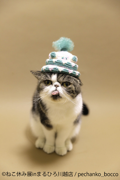 （C）ねこ休み展