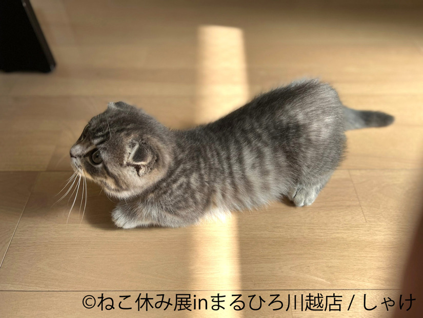 （C）ねこ休み展