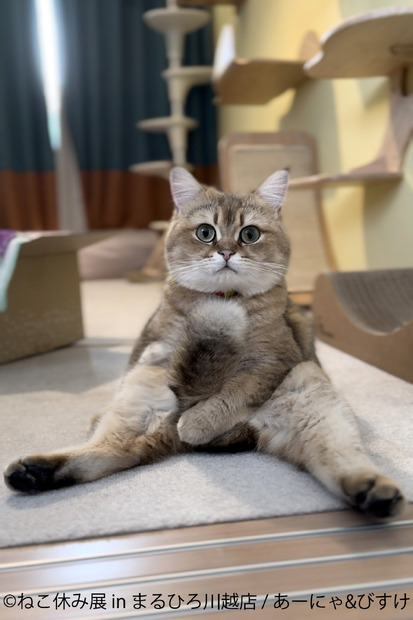 （C）ねこ休み展
