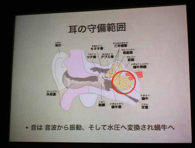 人間の耳の概要