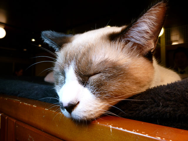 　2月22日は「猫の日」。「222」が猫の鳴き声の「ニャン・ニャン・ニャン」と読めることから「猫の日制定委員会」が1987年に制定したという。