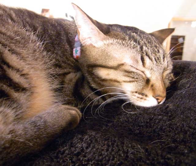 眠り猫ならば静止画も撮影しやすいが……