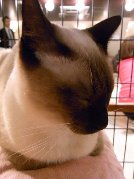 そのほか猫たちの写真