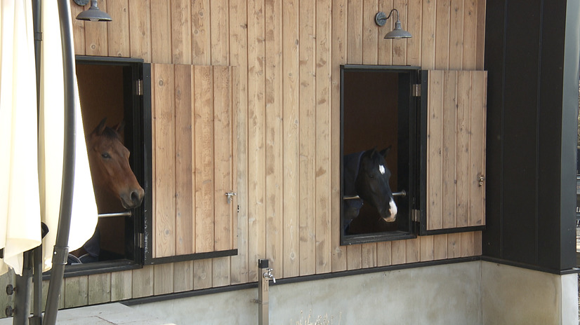 馬房から顔を出す馬©MBS