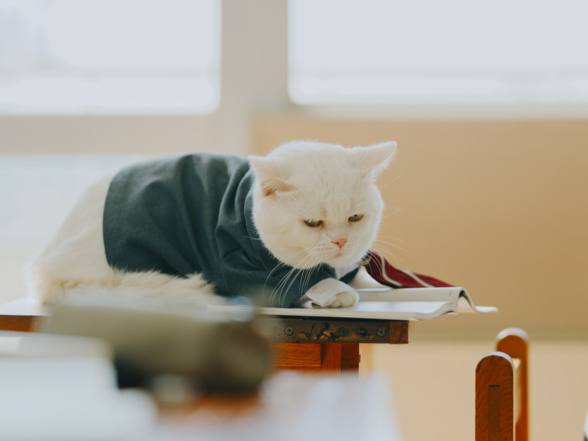 ©仲間りょう/集英社 ©2026 映画「高校生家族」製作委員会