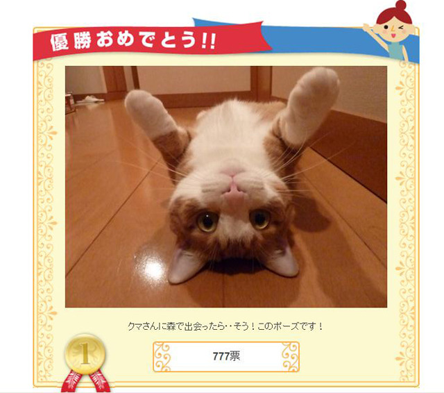 優勝した猫ちゃんの写真