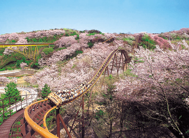 史上最速のお花見バンデット