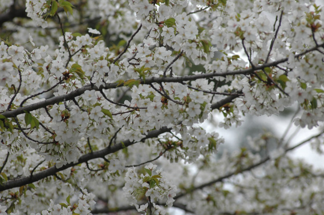 東京・国立市の桜（2009年）