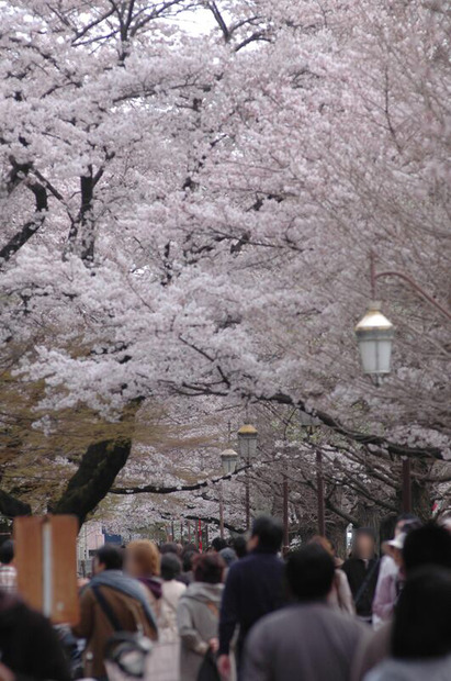 東京・国立市の桜（2009年）