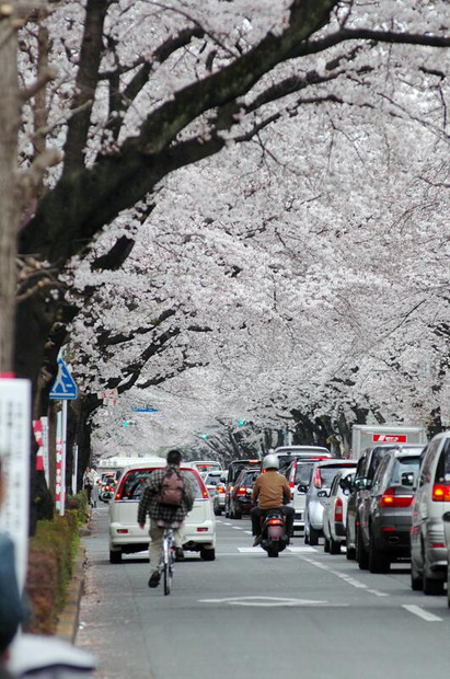 東京・国立市の桜（2009年）