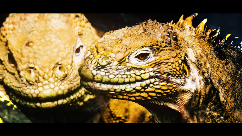 イグアナ2S[まるで恐竜！進化の実験場 ガラパゴス]（C）NHK
