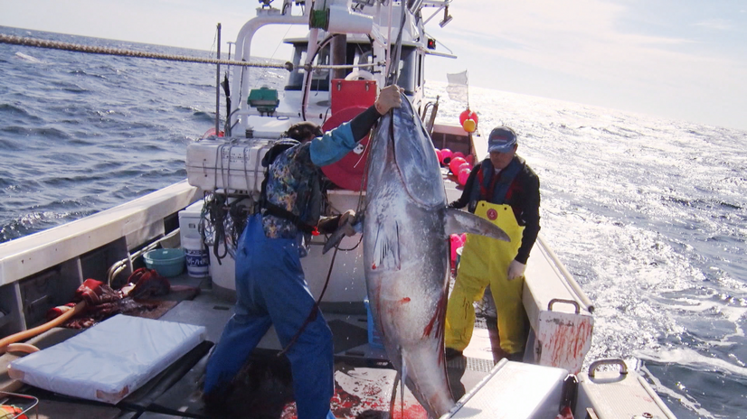 プロフェッショナル仕事の流儀「津軽海峡、マグロに愛された男 マグロ漁師・菊池武一」（C）NHK