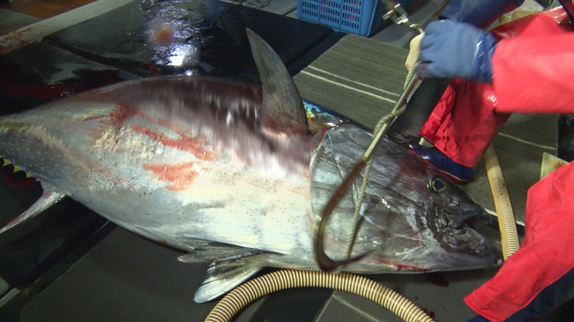 プロフェッショナル仕事の流儀「津軽海峡、マグロに愛された男 マグロ漁師・菊池武一」（C）NHK