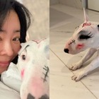 愛犬への“落書き”に「動物虐待」「正気かよ」とドン引きの声も…韓国女性歌手のSNS投稿が物議 画像