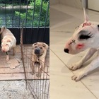 愛犬の顔に“落書き”で批判されるも…韓国スターの動物虐待疑惑、いつも後味悪く終わるワケ 画像