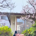 ナスケ女子・すみぽん、春の桜の下で黒猫耳カチューシャ＆ビキニ姿を披露！ 画像