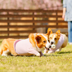 日光グランピング、愛犬同伴無料キャンペーン実施！霧降高原牛BBQも楽しめる 画像