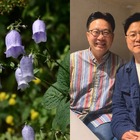 韓国の植物なのに学名に「竹島」　“日本名”を消したくても消せない国際ルールのなか、韓国が選んだ方法とは 画像