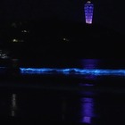 片瀬海岸西浜の夜光虫動画が話題！新江ノ島水族館公式がSNSに投稿 画像