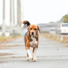 一匹の保護犬の感動の実話『石岡タロー』東京公開決定 画像