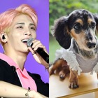 SHINee・ジョンヒョンさんの愛犬ルー、15歳で虹の橋を渡る。家族が報告「ずっと愛してる。もう会いたいよ…」 画像
