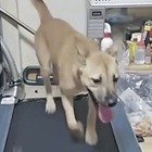 韓国人の異常配信が物議　“ピアス犬”をランニングマシンで3時間走らせ投げ銭受け取り 画像