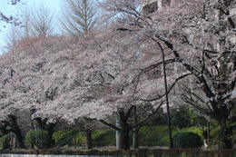 桜に一番自信を持ってる県は？ 画像