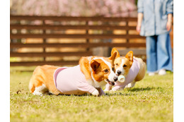 日光グランピング、愛犬同伴無料キャンペーン実施！霧降高原牛BBQも楽しめる