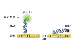 【CEATEC JAPAN 2010（Vol.12）】富士通、DNAを用いた革新的なバイオセンサー技術を紹介 画像