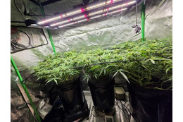 薬物汚染が深刻な韓国、住宅街に“大麻農場”　ヒップホップ歌手ら12人起訴 画像