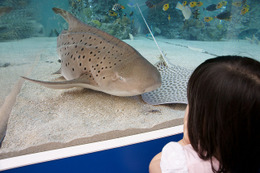 沖縄の海が銀座に!本日から「43rd Sony Aquarium」 画像