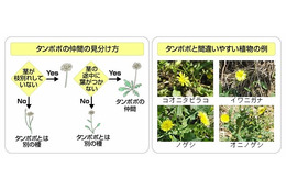 「みんなで創ろう全国タンポポ前線マップ」、富士通がケータイ・ICT活用で実施 画像