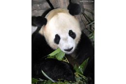 上野動物園のパンダ、「リーリー」と「シンシン」に決定……22日から一般公開 画像