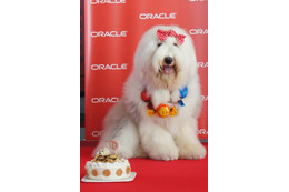 社長よりも露出度高い!? 日本オラクルの社員犬キャンディ 画像