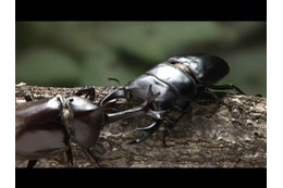 GyaO、昆虫写真家・海野和男が贈る秘蔵の昆虫映像を配信 画像