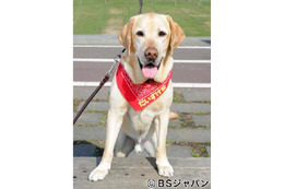 BSジャパン「新ペットの旅」で人気者の“旅犬”だいすけ君が急逝  画像