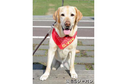 BSジャパン「新ペットの旅」で人気者の“旅犬”だいすけ君が急逝 画像
