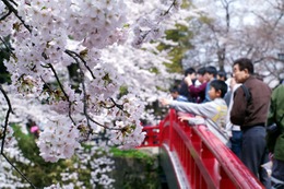 今年の花見、「仕事の付き合い」よりも「家族・友人」と楽しむ傾向強まる  画像