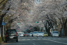 【桜レポート】国立市・隅田公園・国立劇場前など……引き続き花見日和、一部すでに葉桜も 画像